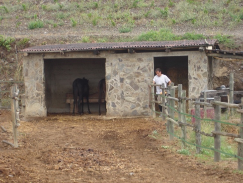 Xavier Feeds the Mules at Sao del Coster